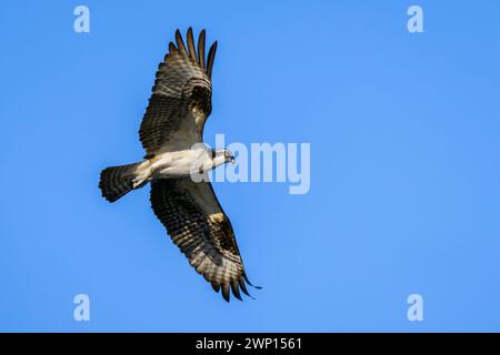 Osprey (Pandion haliaetus) in flight with blue sky, Lake Apopka, Florida, USA. Stock Photo