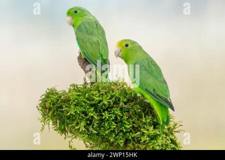 green-rumped parrotlet, Forpus p. passerinus Stock Photo