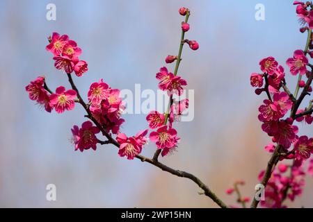 Late Winter flowering Blossoms on branches Prunus mume Beni Chidori Blooming Bright Rose Colour Flowers Branch Prunus Beni-Chidori Twig Early spring Stock Photo