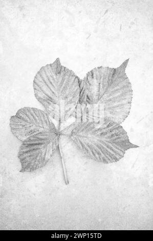 Soft and pencil like black and white image of autumn leaf of Blackberry with five leaflets Stock Photo