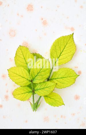 Two fresh young lime green rose leaves with dark green veins lying on antique paper Stock Photo