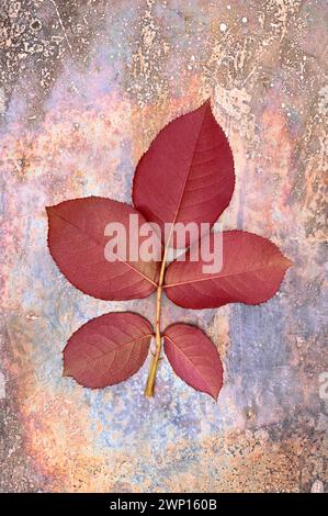 Fresh young red rose leaf with five leaflets lying face down on tarnished metal Stock Photo