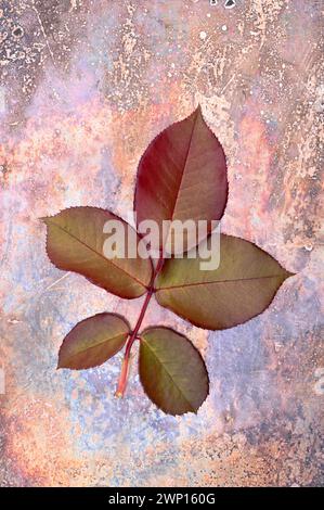 Fresh young dark red and green rose leaf with five leaflets lying face down on tarnished metal Stock Photo