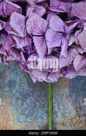 Detail of dried lilac coloured Hydrangea flower and stem lying on tarnished metal Stock Photo