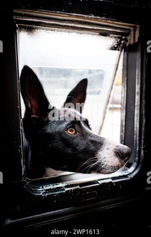dog peering through cat flap Stock Photo