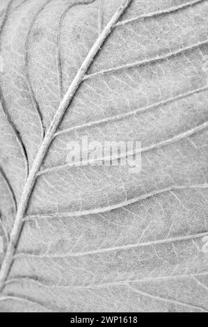 Soft and pencil like black and white image of part of back of leaf of Whitebeam tree Stock Photo