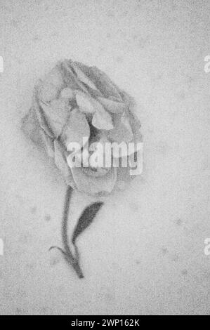 Soft and pencil like black and white image of single soft decaying rose lying on antique paper Stock Photo