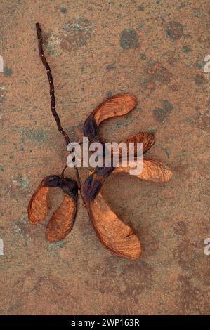 Stem from Sycamore tree carrying three pairs of mature brown winged seeds lying on brown sandstone Stock Photo