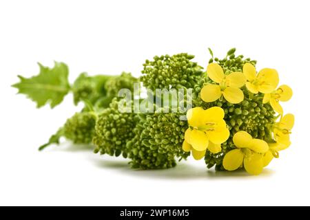 Fresh turnip tops with flowers isolated on white backgroundwith flowers isolated on white background Stock Photo