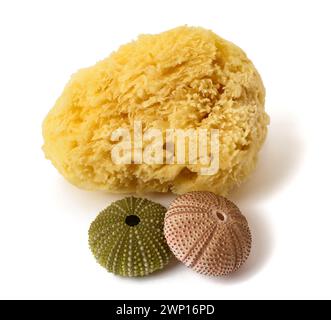 Sea urchins isolated on white Stock Photo