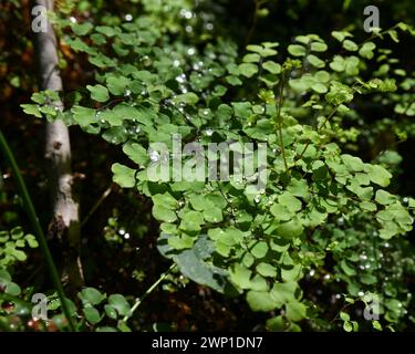 Adiantum capillus-veneris, or maidenhair fern Stock Photo