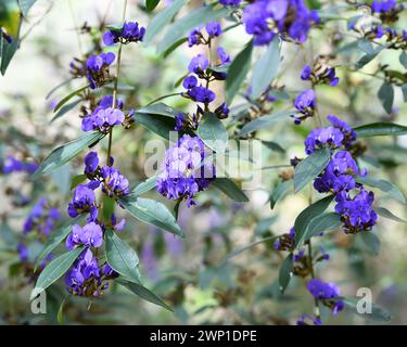 Hovea elliptica, commonly known as the oval-leafed hovea or karri blue bush Stock Photo