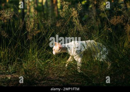 Cute Funny Curious Playful Beautiful Devon Rex Cat walking in park grass. Obedient Devon Rex Cat With Cream Fur Color. Cats Portrait. Amazing Happy Stock Photo
