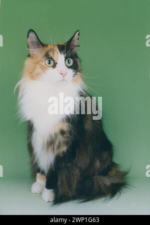 Norwegian Forest Cat Tortie & White Nfc Stock Photo