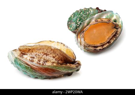 Raw abalones on the white background Stock Photo