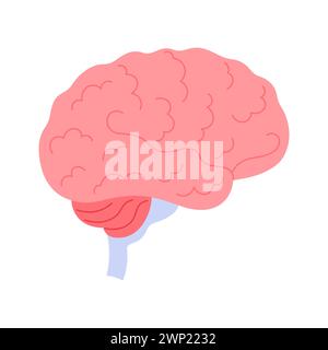Human brain, medical chart to study function and structure of central nervous system vector illustration Stock Vector