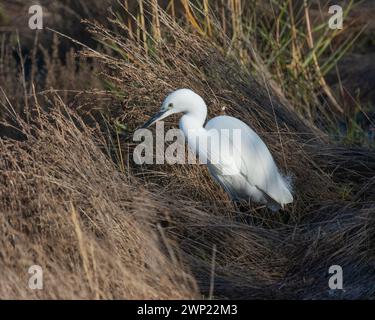 All white Little Egret a white heron wading through wetlands and long grasses in West sussex Britain white plumage black beak bill long legs Stock Photo