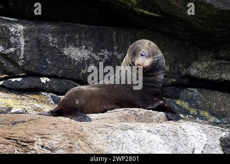 New Zealand Fur Seal (Arctocephalus forsteri or kekeno) found on the New Zealand subantarctic Snares Island Stock Photo
