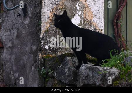 Beautiful white and brown cat with distracted look on the street Stock Photo