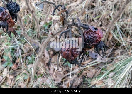 dried rosehips on their bush in February, winter Stock Photo