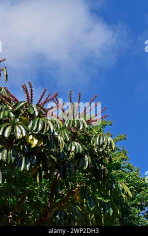 Octopus tree flowers (Heptapleurum actinophyllum) and blue sky Stock Photo