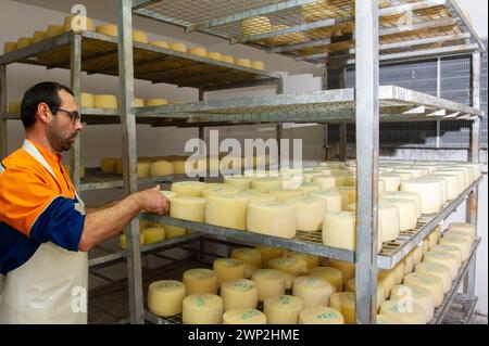 December 20 2023 - Italy, Sassari, Sardinia, Gavino and Giuliano Pulinas cheesemakers from Osilo produce typical Sardinian pecorino cheese Stock Photo