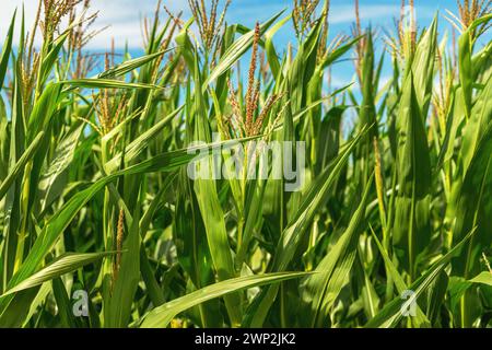 Corn stalks with tassel in cultivated agricultural field, growing organic maize crops, selective focus Stock Photo