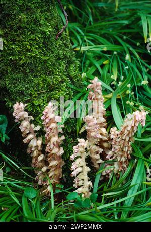 Toothwort (Lathraea squamaria) in flower and growing at the base of an wych elm (Ulmus glabra) tree in deciduous woodland, Berwickshire, Scotland. Stock Photo