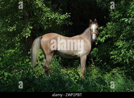 Arabian horse foal walks in summer forest Stock Photo