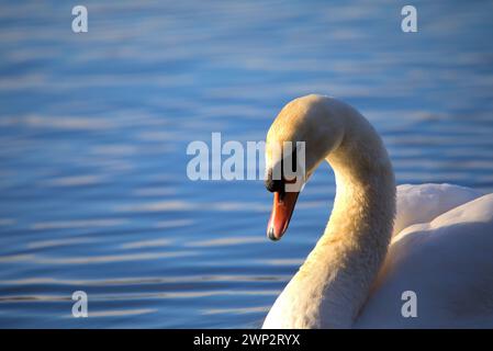 Adult swans gracefully swimming in a lake Stock Photo