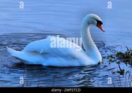 Adult swans gracefully swimming in a lake Stock Photo