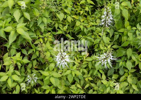 Bush of Misai Kuching or Cat Whiskers, a flowering herbal plant used in traditional medicine with diuretic, anti-oxidant, anit-hypertensive benefits Stock Photo