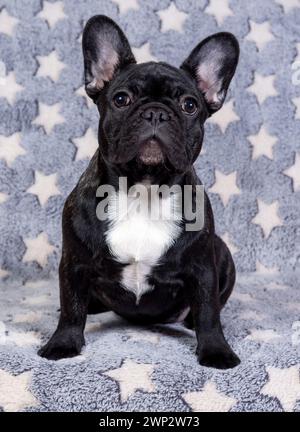 A French bulldog puppy sits on the sofa and looks intently at the camera. Stock Photo