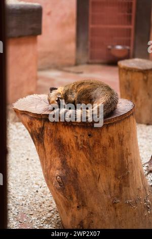 South American coati sleeping in Ukrainian zoo Stock Photo