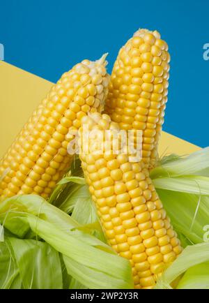 A three sweet corncobs on a two-tone background Stock Photo