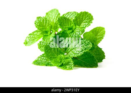 Mint leaf. Fresh mint on white background. Mint leaves isolated. herb and medicine concept Stock Photo