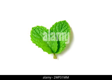 Mint leaf. Fresh mint on white background. Mint leaves isolated. herb and medicine concept Stock Photo