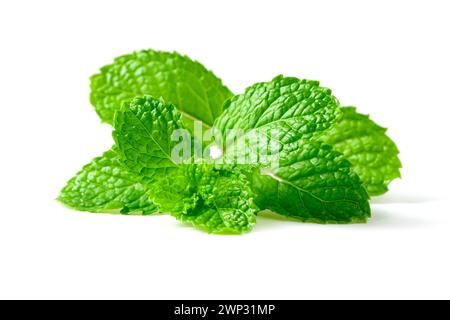 Mint leaf. Fresh mint on white background. Mint leaves isolated. herb and medicine concept Stock Photo