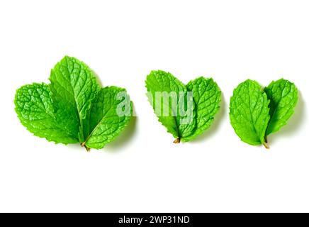 Mint leaf. Fresh mint on white background. Mint leaves isolated. herb and medicine concept Stock Photo