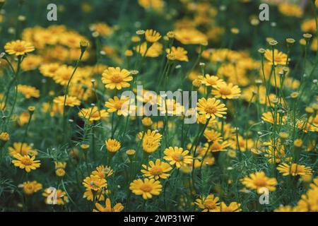 Dahlberg daisy flower in the garden, cute of yellow daisy flower on top view background, flower garden Stock Photo