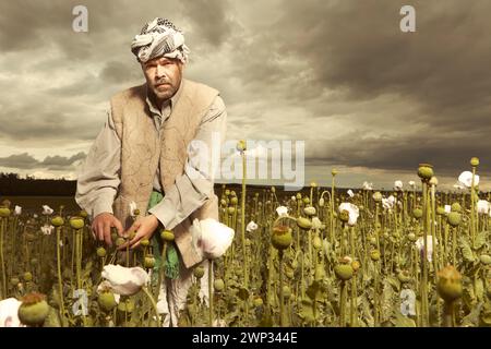 Middle East man harvesting opium on poppy field Stock Photo