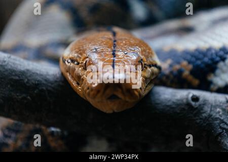 Portrait of a snake lying on a tree branch. Stock Photo