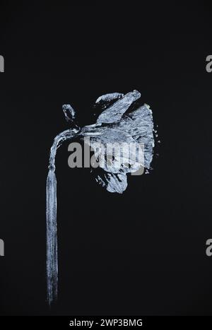 Illustration print of daffodil, white on black. Stock Photo