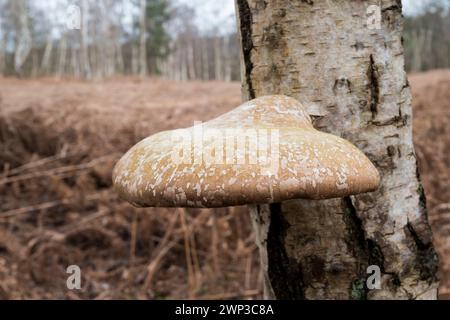 Birch polypore fungus, Fomitopsis betulina, bracket fungus growing on the trunk of a silver birch, Betula pendula, tree at Wolferton, Norfolk. Stock Photo