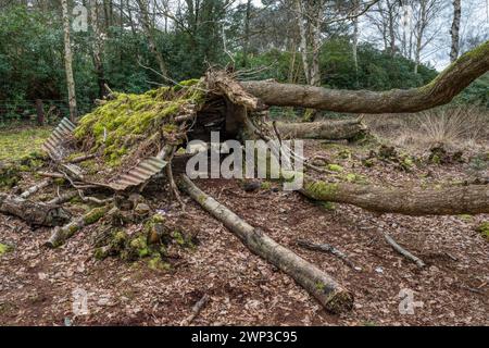 A den made with fallen branches and corrugated iron in Norfolk woodland at Wolferton. Stock Photo