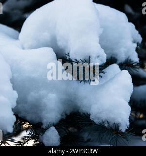 Fresh snow on the pine tree branch Stock Photo