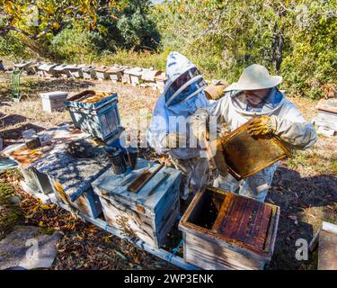 Two beekeepers next to bee hives collecting honey with protective suits. Stock Photo