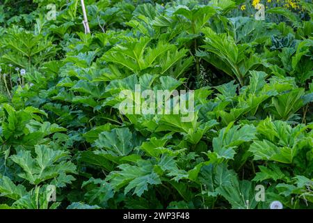 Heracleum sosnovskyi big poison plant blooming. Medicinal plant Common Hogweed Heracleum sphondylium. Stock Photo