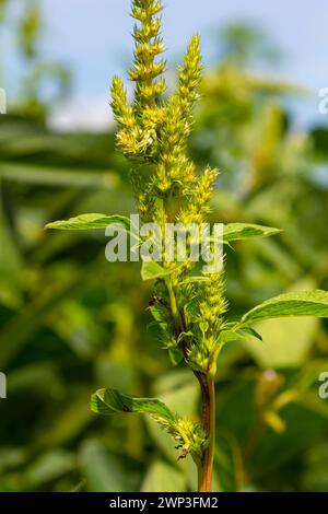 Amaranth Invasive Green amaranth Amaranthus hybridus in flower. Plant in the family ...