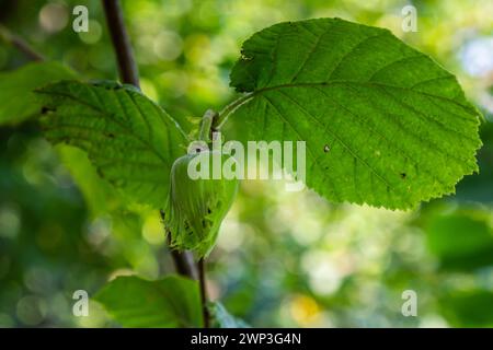 Young hazel, green hazelnut nuts, grow on a tree. Stock Photo